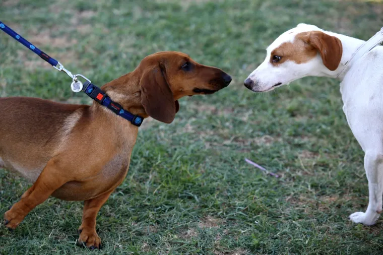 Lajavci su se sredili za izložbu: Corgie, jazavčar ili kineski kukmasti pas - koji vam je najljep&scaron;i?