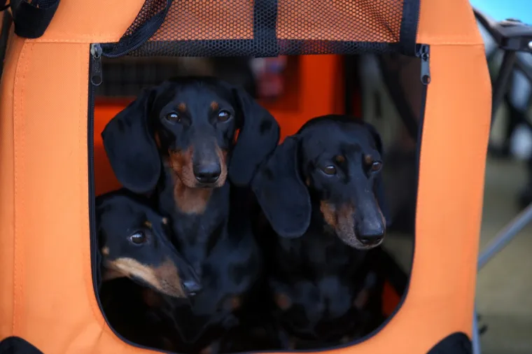 Lajavci su se sredili za izložbu: Corgie, jazavčar ili kineski kukmasti pas - koji vam je najljep&scaron;i?