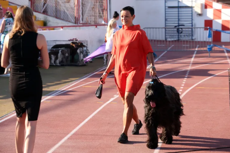 Lajavci su se sredili za izložbu: Corgie, jazavčar ili kineski kukmasti pas - koji vam je najljep&scaron;i?