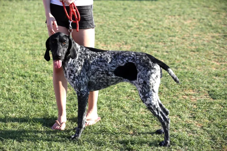 Lajavci su se sredili za izložbu: Corgie, jazavčar ili kineski kukmasti pas - koji vam je najljep&scaron;i?