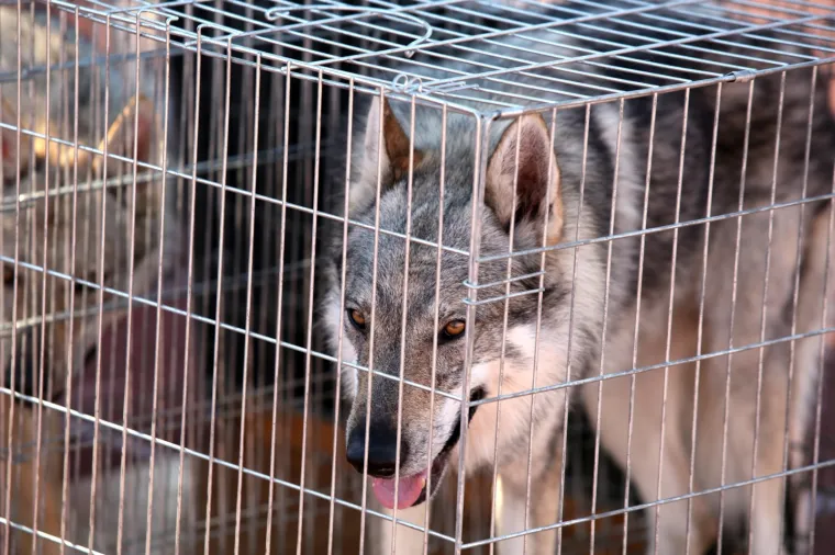 Lajavci su se sredili za izložbu: Corgie, jazavčar ili kineski kukmasti pas - koji vam je najljep&scaron;i?
