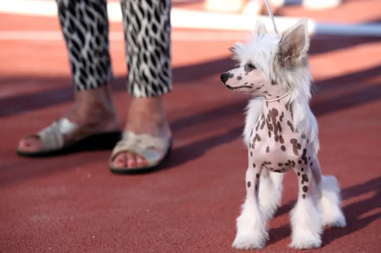 Lajavci su se sredili za izložbu: Corgie, jazavčar ili kineski kukmasti pas - koji vam je najljep&scaron;i?