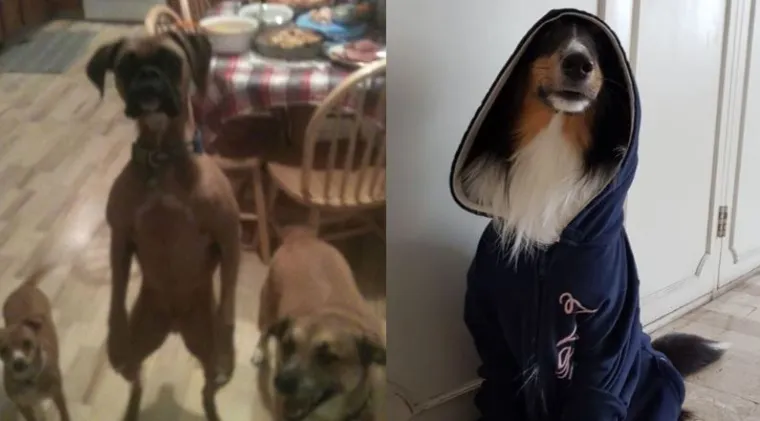 Sve samo ne psi: Preslatke &scaron;apice imitiraju vlasnike, fotke su urnebesne