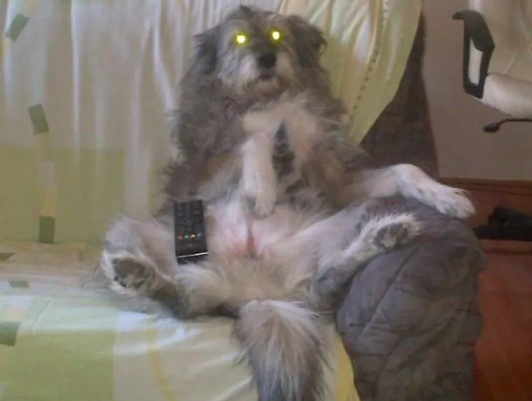 Sve samo ne psi: Preslatke &scaron;apice imitiraju vlasnike, fotke su urnebesne