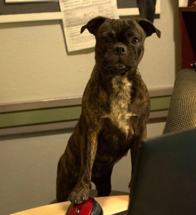 Sve samo ne psi: Preslatke &scaron;apice imitiraju vlasnike, fotke su urnebesne