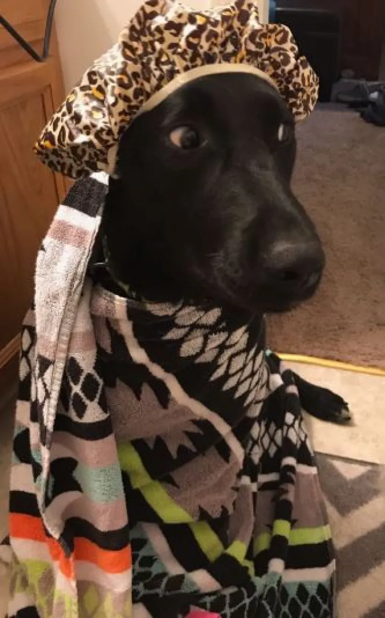 Sve samo ne psi: Preslatke &scaron;apice imitiraju vlasnike, fotke su urnebesne