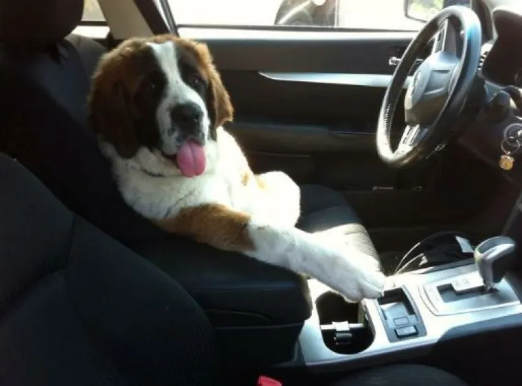 Sve samo ne psi: Preslatke &scaron;apice imitiraju vlasnike, fotke su urnebesne