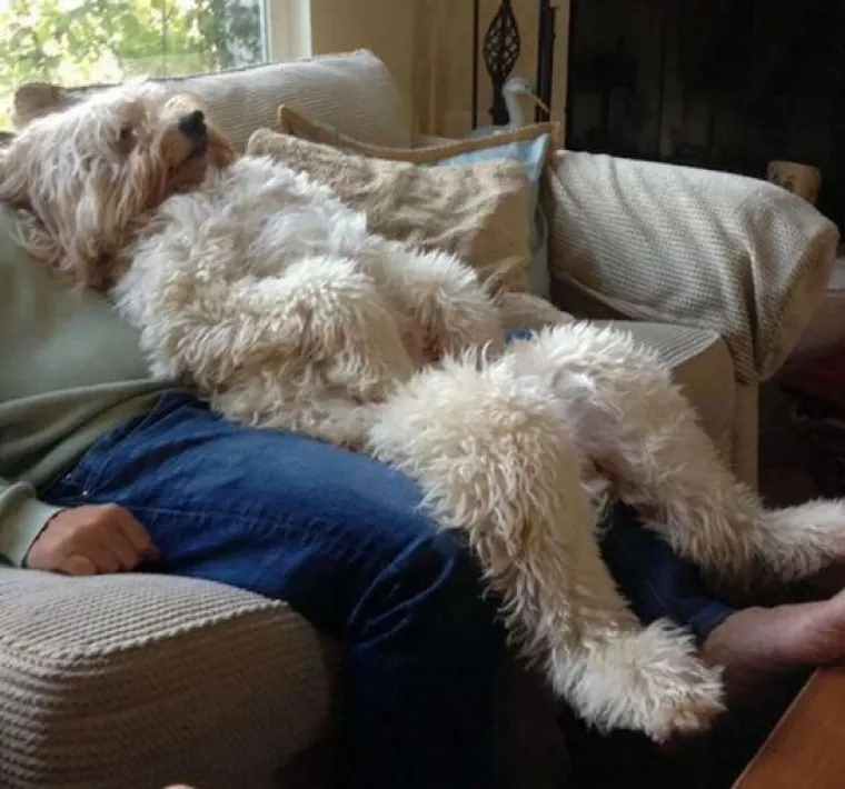 Sve samo ne psi: Preslatke &scaron;apice imitiraju vlasnike, fotke su urnebesne