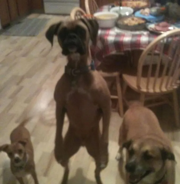 Sve samo ne psi: Preslatke &scaron;apice imitiraju vlasnike, fotke su urnebesne