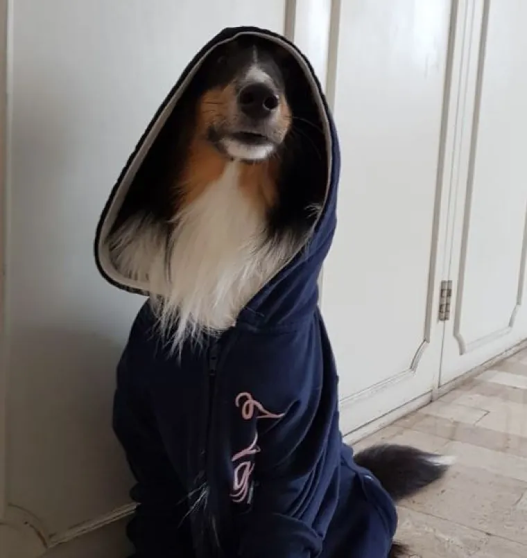 Sve samo ne psi: Preslatke &scaron;apice imitiraju vlasnike, fotke su urnebesne