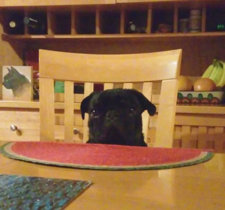 Sve samo ne psi: Preslatke &scaron;apice imitiraju vlasnike, fotke su urnebesne