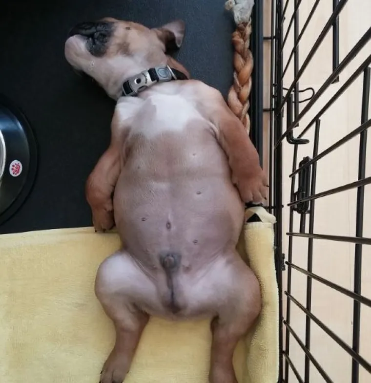 Sve samo ne psi: Preslatke &scaron;apice imitiraju vlasnike, fotke su urnebesne