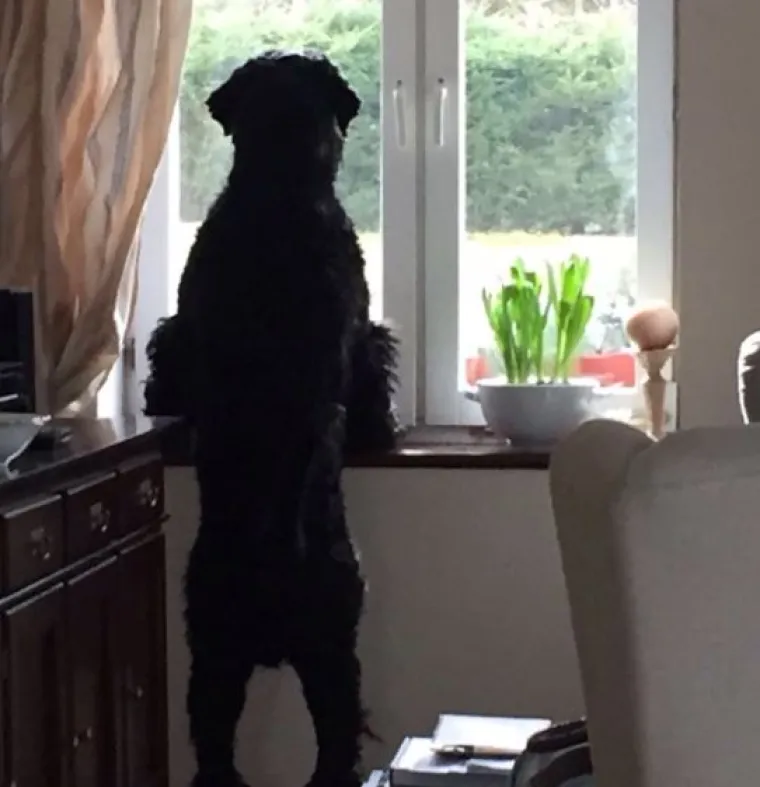 Sve samo ne psi: Preslatke &scaron;apice imitiraju vlasnike, fotke su urnebesne