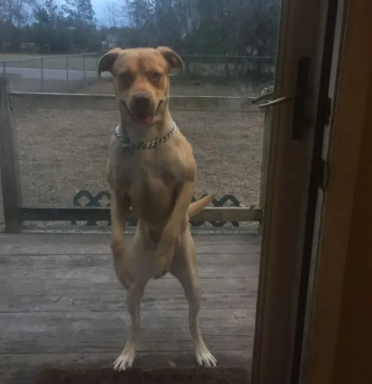 Sve samo ne psi: Preslatke &scaron;apice imitiraju vlasnike, fotke su urnebesne