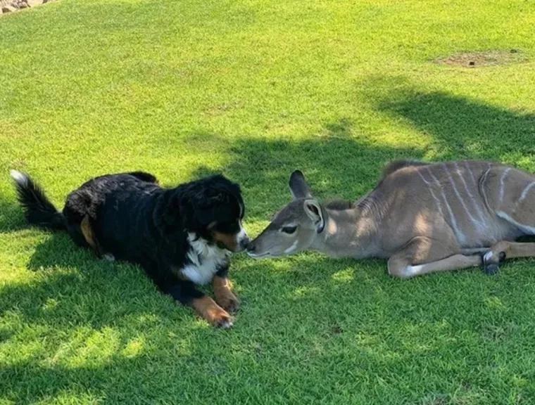 Volimo što se volimo: 16 slika ljubimaca koje bi otopile i najhladnija srca