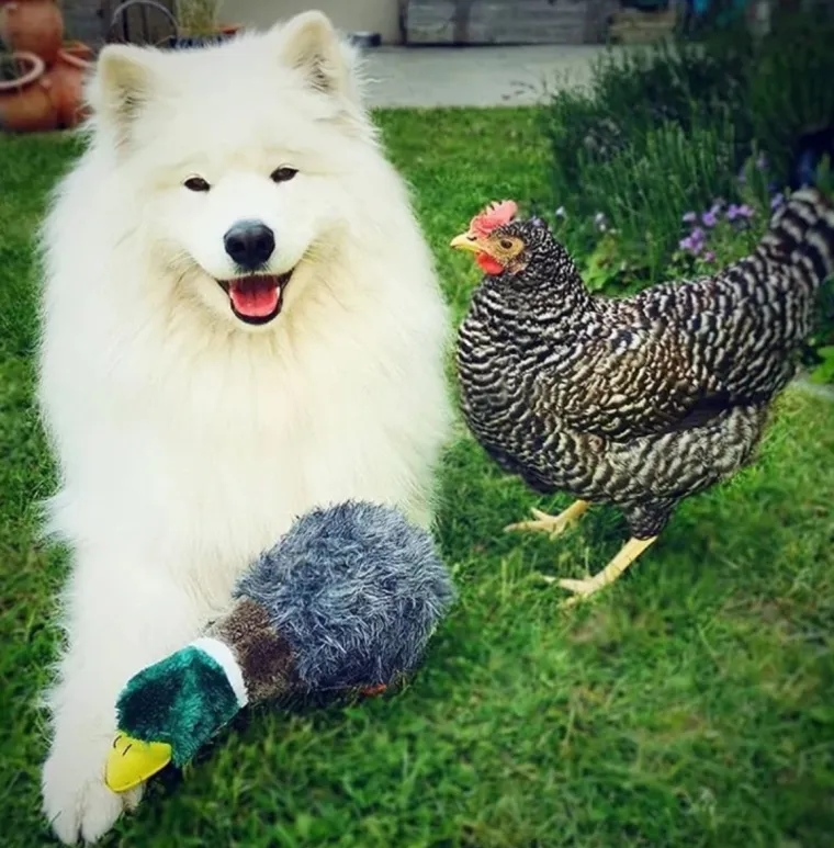 Volimo što se volimo: 16 slika ljubimaca koje bi otopile i najhladnija srca