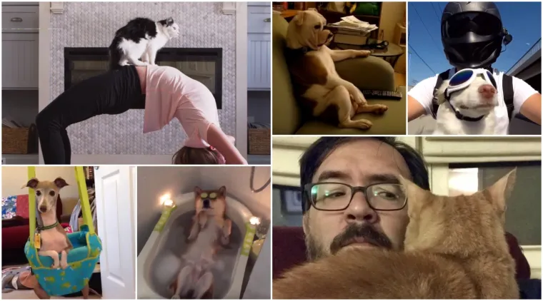 Tko tu pije, a tko plaća?: 25 slika ljubimaca koji su nakratko zaboravili tko je gazda