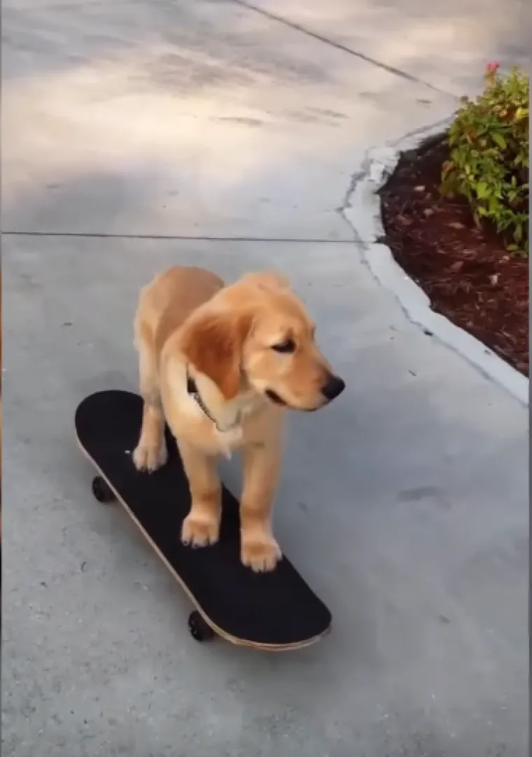 Tko tu pije, a tko plaća?: 25 slika ljubimaca koji su nakratko zaboravili tko je gazda