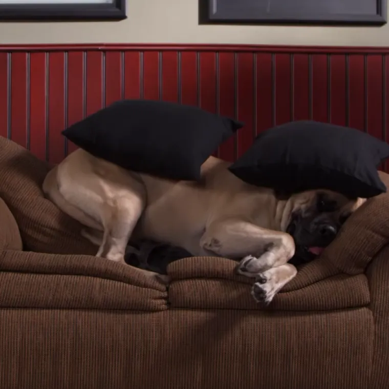 Tko tu pije, a tko plaća?: 25 slika ljubimaca koji su nakratko zaboravili tko je gazda