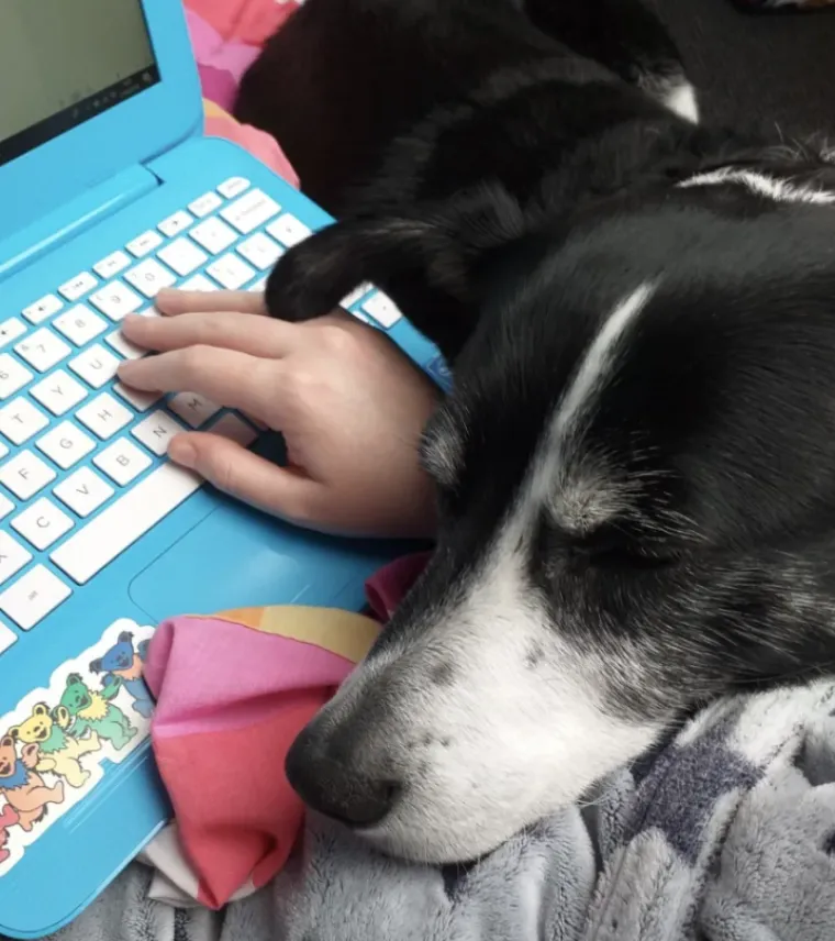 Tko tu pije, a tko plaća?: 25 slika ljubimaca koji su nakratko zaboravili tko je gazda