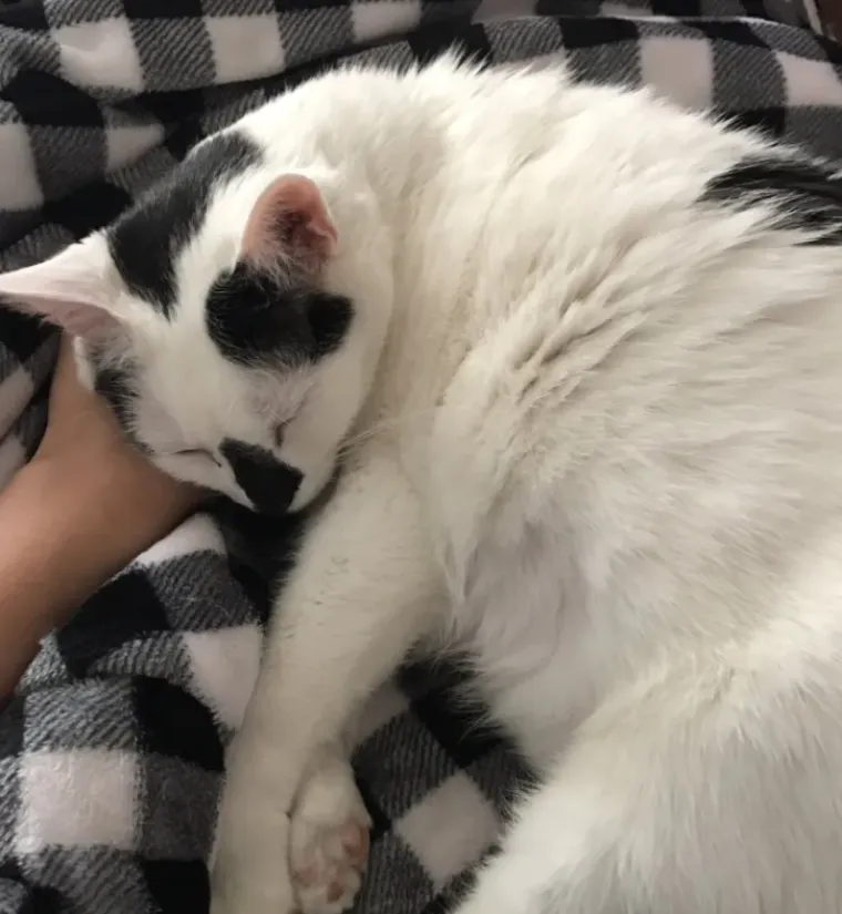 Tko tu pije, a tko plaća?: 25 slika ljubimaca koji su nakratko zaboravili tko je gazda