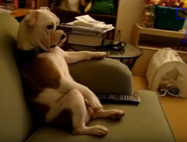 Tko tu pije, a tko plaća?: 25 slika ljubimaca koji su nakratko zaboravili tko je gazda