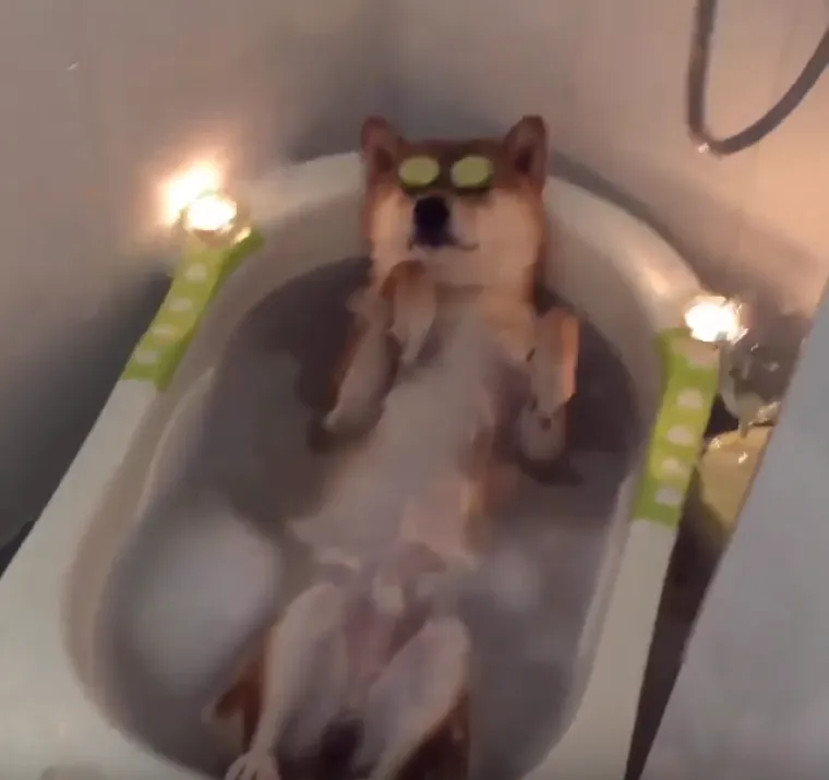 Tko tu pije, a tko plaća?: 25 slika ljubimaca koji su nakratko zaboravili tko je gazda