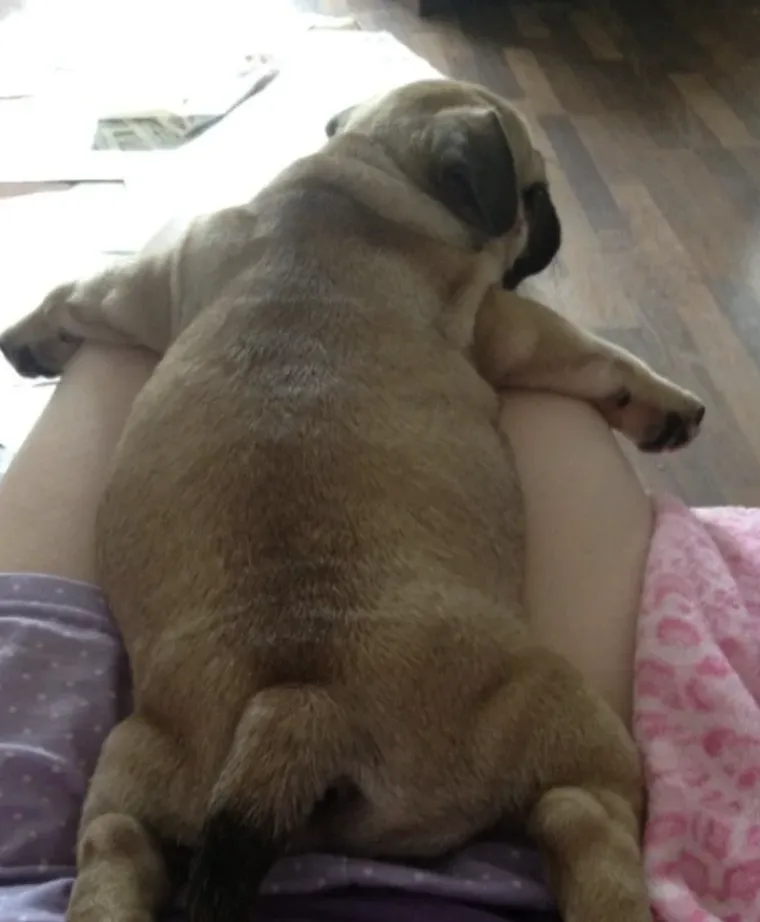 Tko tu pije, a tko plaća?: 25 slika ljubimaca koji su nakratko zaboravili tko je gazda