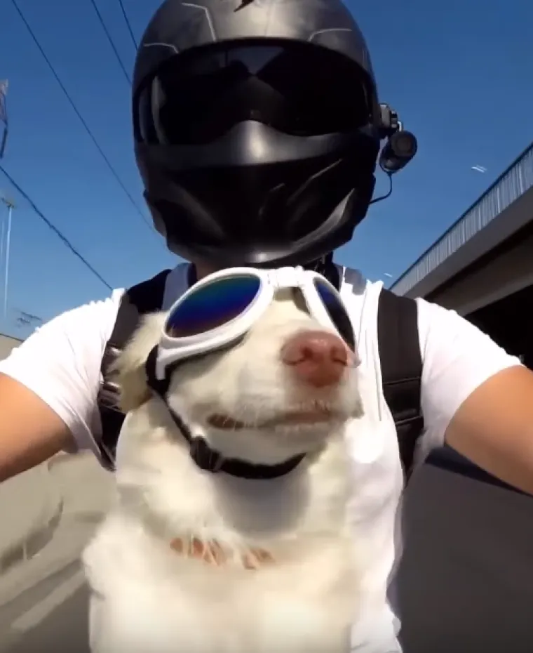 Tko tu pije, a tko plaća?: 25 slika ljubimaca koji su nakratko zaboravili tko je gazda