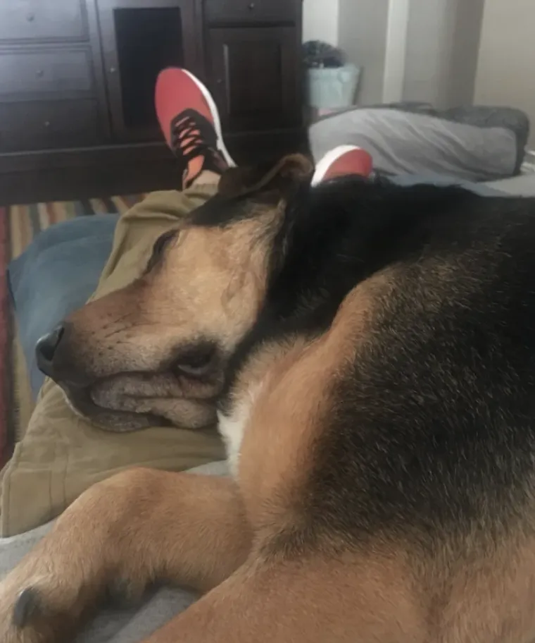 Tko tu pije, a tko plaća?: 25 slika ljubimaca koji su nakratko zaboravili tko je gazda