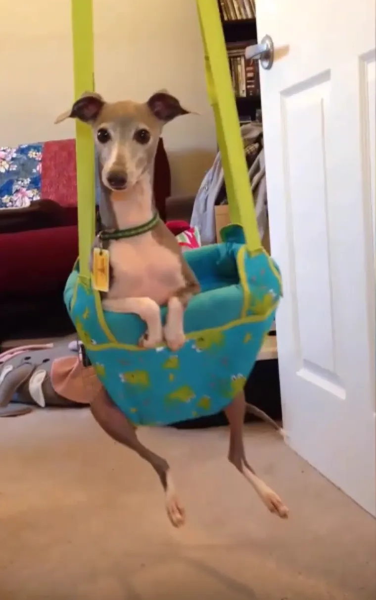 Tko tu pije, a tko plaća?: 25 slika ljubimaca koji su nakratko zaboravili tko je gazda