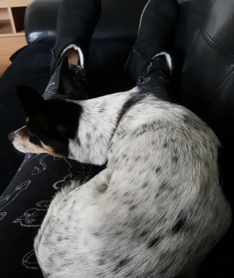 Tko tu pije, a tko plaća?: 25 slika ljubimaca koji su nakratko zaboravili tko je gazda