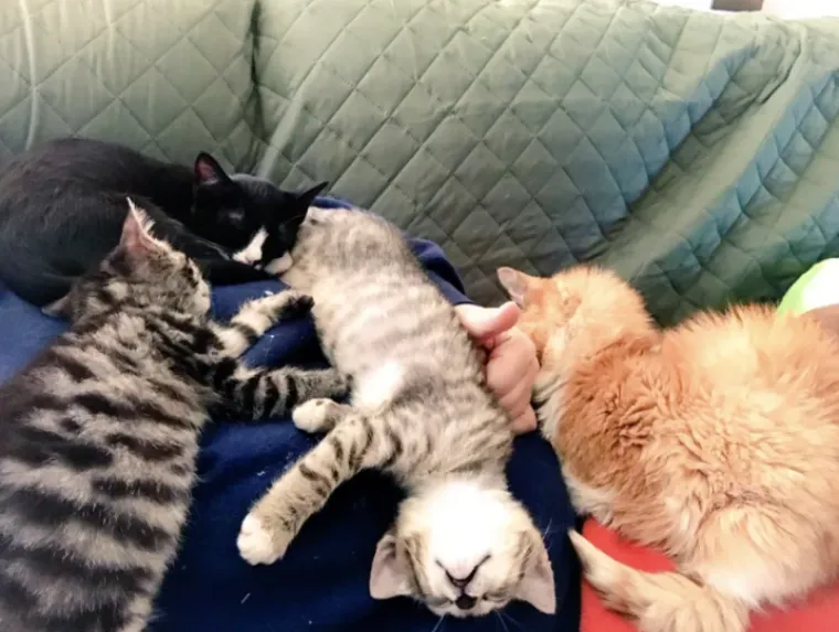 Tko tu pije, a tko plaća?: 25 slika ljubimaca koji su nakratko zaboravili tko je gazda