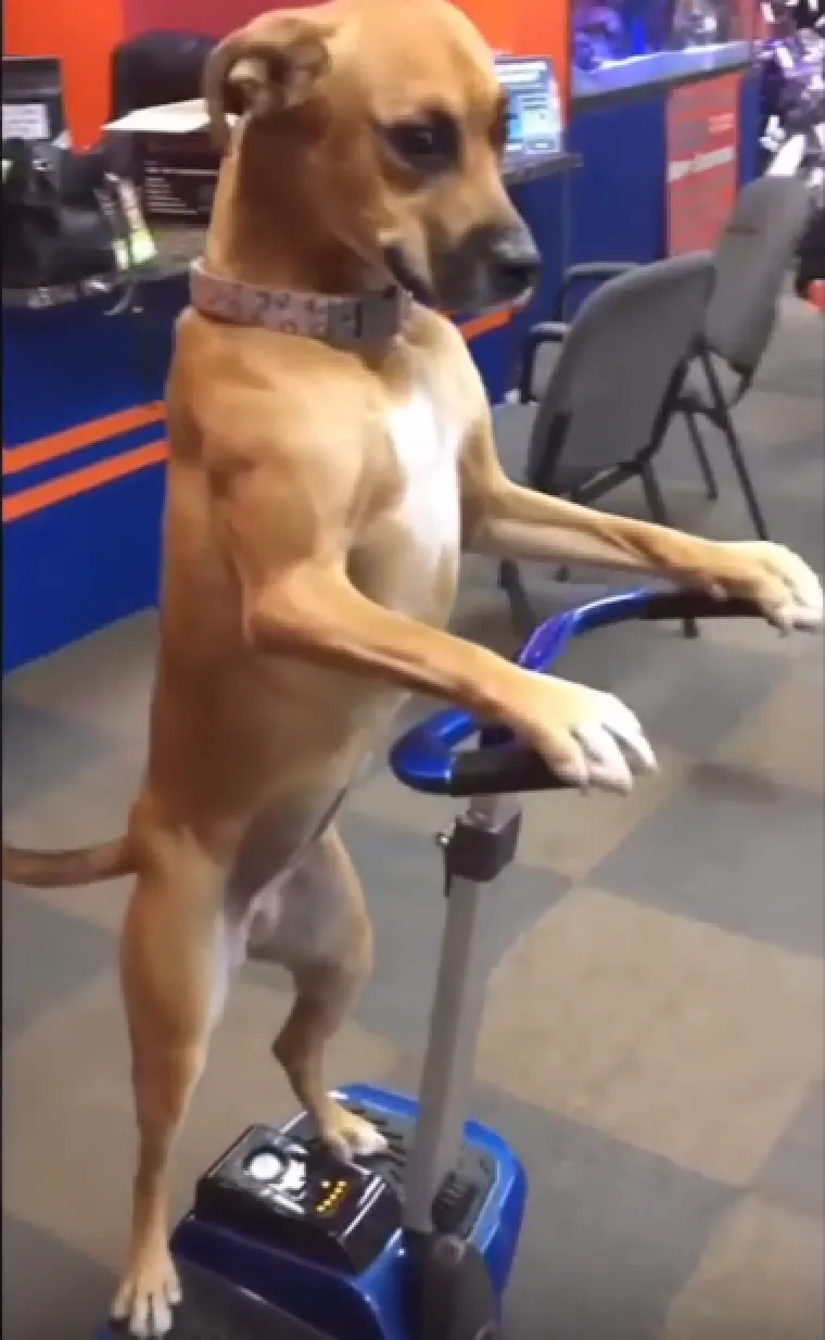 Tko tu pije, a tko plaća?: 25 slika ljubimaca koji su nakratko zaboravili tko je gazda