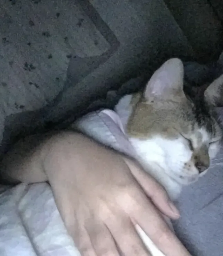 Tko tu pije, a tko plaća?: 25 slika ljubimaca koji su nakratko zaboravili tko je gazda