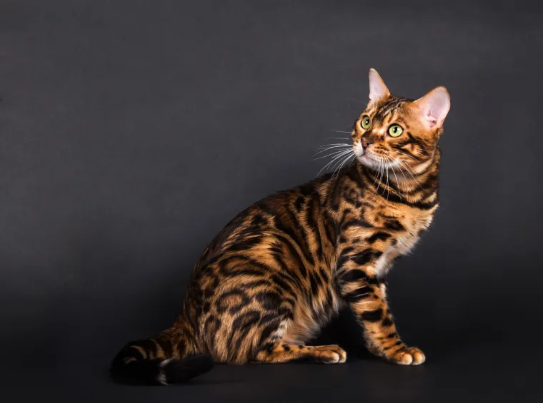 Nakon ovih fotografija nitko neće ostati ravnodu&scaron;an: Ovo su najpopularnije mačje pasmine na svijetu!