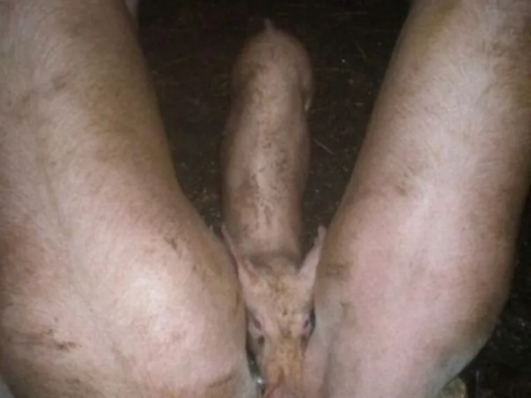 JESTE LI ČISTUNCI ILI PERVERZNJACI? Fotografije koje će testirati snagu va&scaron;e volje, ali vjerojatno nećete uspjeti pobijediti