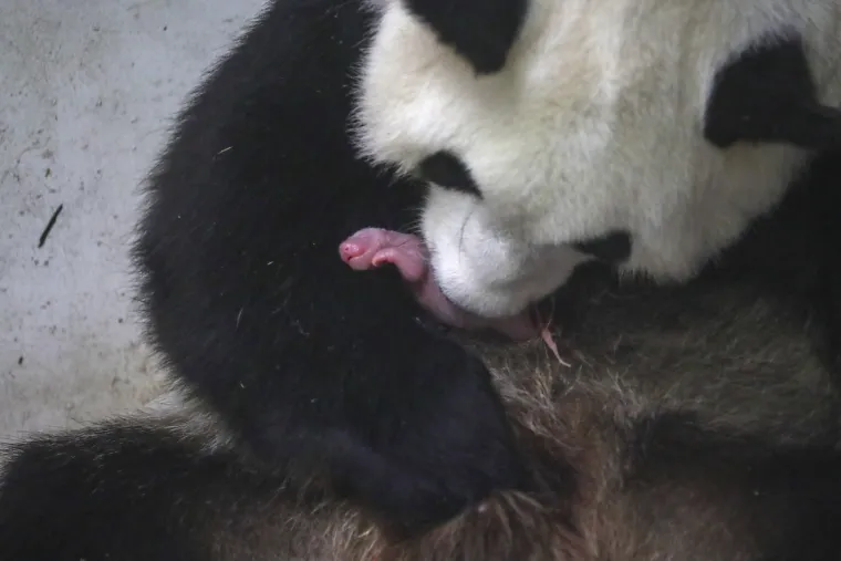 Belgijski ZOO dobio pojačanje - dva 'ružičasta &scaron;kampa': Siću&scaron;ni blizanci čak su 900 puta manji od majke