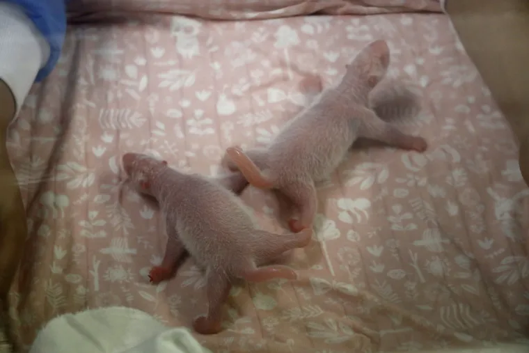 Belgijski ZOO dobio pojačanje - dva 'ružičasta &scaron;kampa': Siću&scaron;ni blizanci čak su 900 puta manji od majke