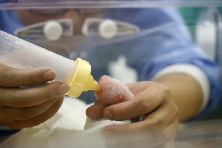 Belgijski ZOO dobio pojačanje - dva 'ružičasta &scaron;kampa': Siću&scaron;ni blizanci čak su 900 puta manji od majke