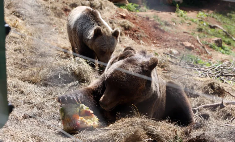 I njima je vruće! Medvjedi u Kuterevu rashlađuju se sladoledom i zamrznutim voćem i povrćem