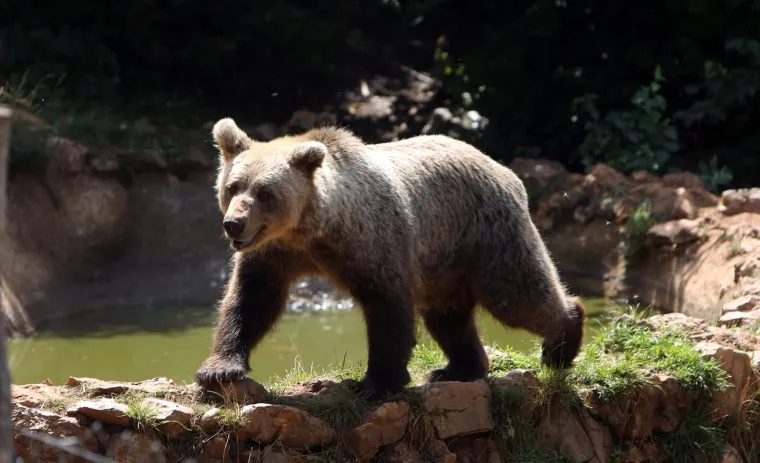 I njima je vruće! Medvjedi u Kuterevu rashlađuju se sladoledom i zamrznutim voćem i povrćem