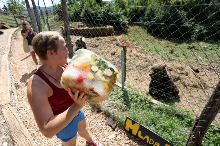 I njima je vruće! Medvjedi u Kuterevu rashlađuju se sladoledom i zamrznutim voćem i povrćem