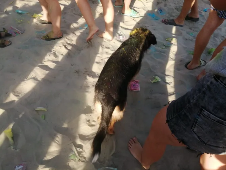 &Scaron;arenilo boja u Novom Sadu: Pogledajte kako je nekoliko stotina mladih obilježilo svoj dan