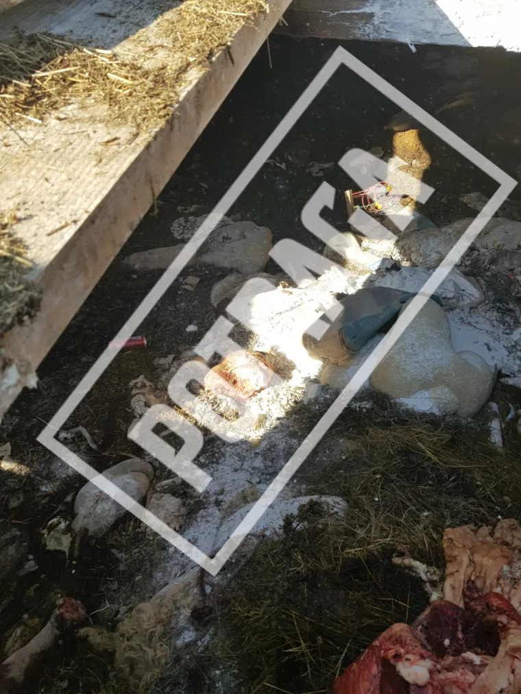 Uznemirujući sadržaj! Ilegalna klaonica kod Knina: Raspadnuti le&scaron;evi, smrad i prljav&scaron;tina