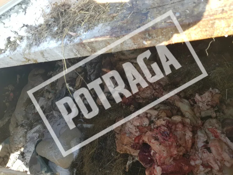 Uznemirujući sadržaj! Ilegalna klaonica kod Knina: Raspadnuti le&scaron;evi, smrad i prljav&scaron;tina
