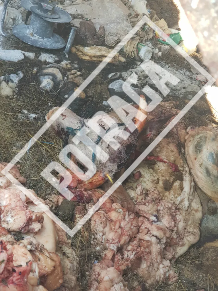 Uznemirujući sadržaj! Ilegalna klaonica kod Knina: Raspadnuti le&scaron;evi, smrad i prljav&scaron;tina