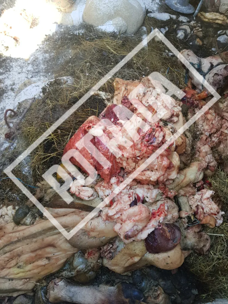 Uznemirujući sadržaj! Ilegalna klaonica kod Knina: Raspadnuti le&scaron;evi, smrad i prljav&scaron;tina