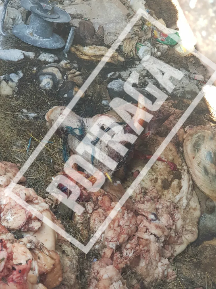 Uznemirujući sadržaj! Ilegalna klaonica kod Knina: Raspadnuti le&scaron;evi, smrad i prljav&scaron;tina