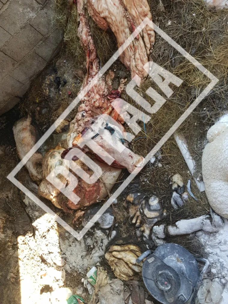 Uznemirujući sadržaj! Ilegalna klaonica kod Knina: Raspadnuti le&scaron;evi, smrad i prljav&scaron;tina